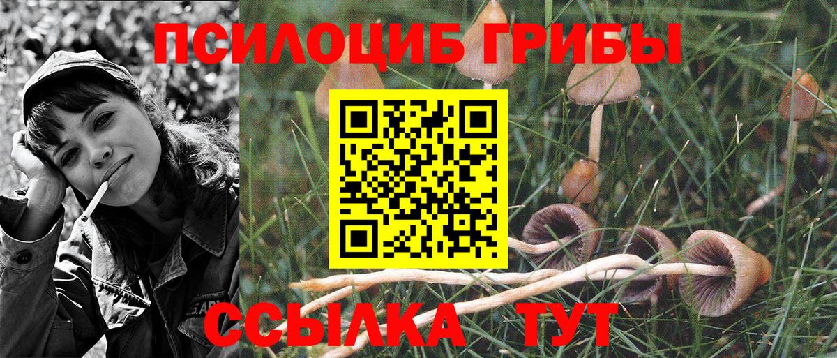 Галлюциногенные грибы Psilocybine cubensis Донской
